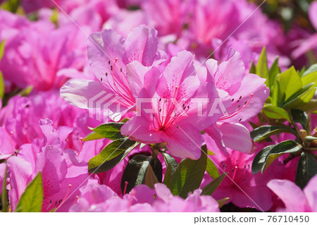 Azalea spring material 76710450