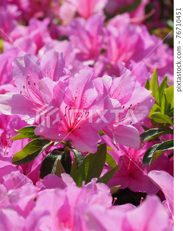Azalea spring material 76710451