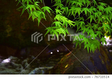 Fresh green leaves and rivers Fresh green leaves and rivers 76710514