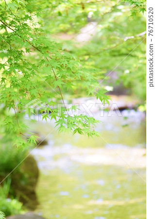 Fresh green leaves and rivers Fresh green leaves and rivers 76710520