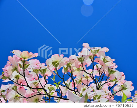 Light red Hanamizuki Light red Hanamizuki 76710635