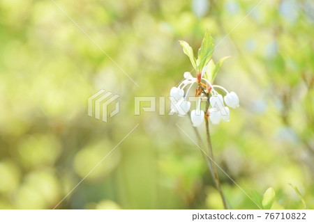 White and small flowers of Enkianthus perulatus 76710822
