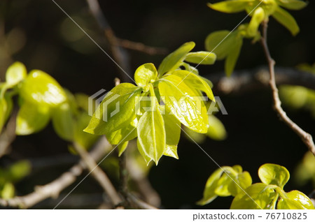 A sprout of a persimmon tree in a gentle spring garden A sprout of a persimmon tree in a gentle spring garden 76710825