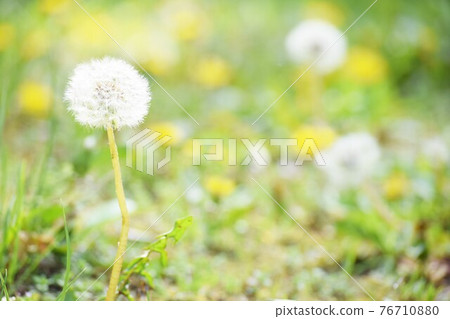 Dandelion fluff 76710880