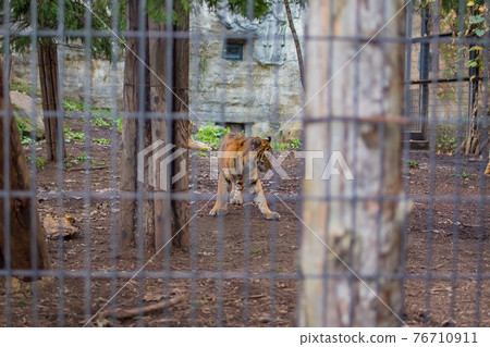 Zoo tiger in a cage 76710911