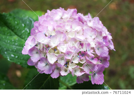 Hydrangea wet in the rain 76711024