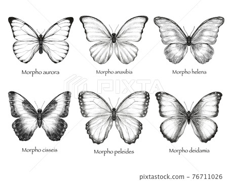 butterfly sketch butterfly sketch 76711026