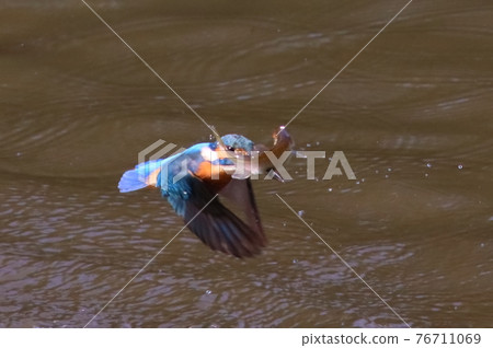 《Yokohama Four Seasons Forest》 A kingfisher with a fish belly stuck in its beak jumped out of the river. 《Yokohama Four Seasons Forest》 A kingfisher with a fish belly stuck in its beak jumped out of the river. 76711069