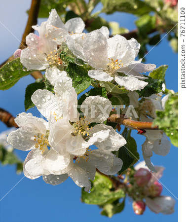 Apple tree, Malus domestica 76711109