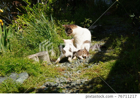 Cute stray kittens play with each other cheerfully Cute stray kittens play with each other cheerfully 76711217