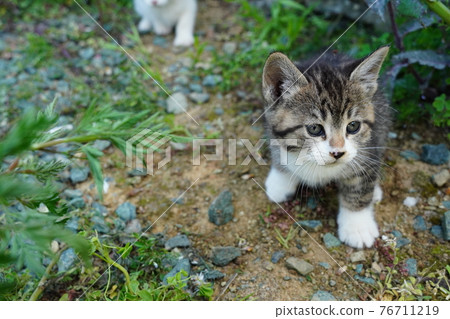 Cute stray kittens play with each other cheerfully Cute stray kittens play with each other cheerfully 76711219