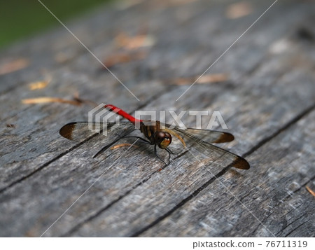 Red dragonfly on the shore of Lake Midorigaike on the Togakushi plateau in summer 76711319