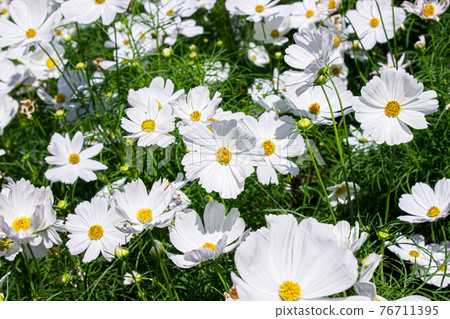 White mexican aster flowers in garden bright sunshine day on a background of green leaves. Cosmos bipinnatus. Select focus. 76711395