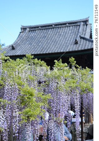 Fuji of Chosenji Temple 76711549