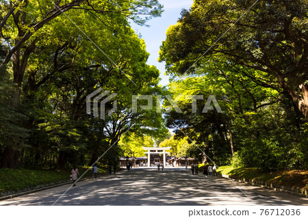 (Tokyo-Cityscape) Spring Meiji Jingu approach scenery 3 76712036