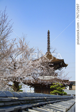 春天的大住寺 76712097