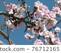 春天的花朵櫻花 76712165