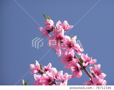 春花桃花 春花桃花 76712166