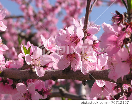 Spring flowers peach blossoms 76712167