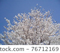 春天的花朵櫻花 76712169