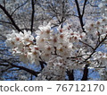 春天的花朵櫻花 76712170