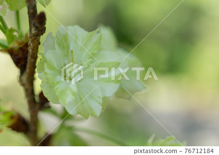 Green cherry blossoms, Gyoikou cherry blossoms 76712184