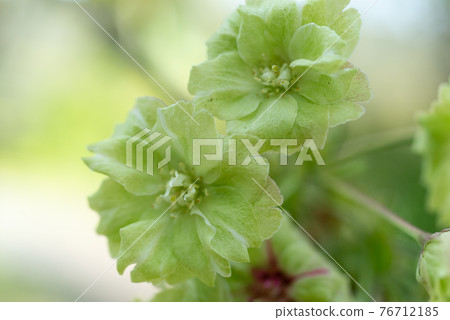 Green cherry blossoms, Gyoikou cherry blossoms 76712185