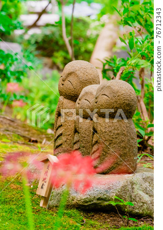 Kamakura / Hasedera cluster amaryllis and good luck Jizo 76712343