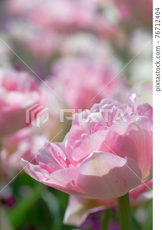 Tulip field double-flowered tulips Tulip field double-flowered tulips 76712404
