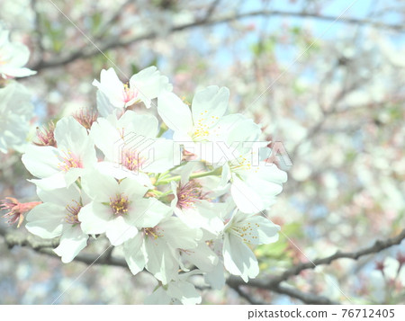 Cherry blossoms in full bloom 76712405