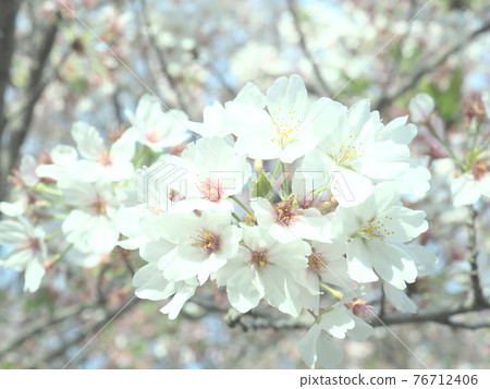 櫻花盛開 櫻花盛開 76712406