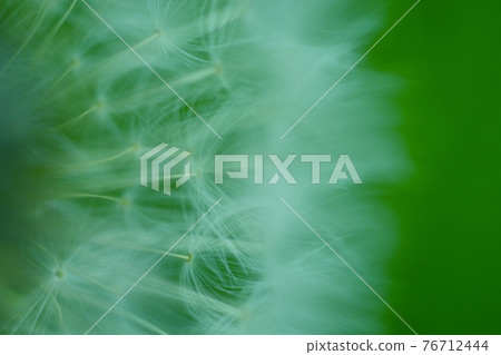 蒲公英絨毛背景圖片 76712444