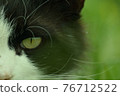 stray cat staring 76712522