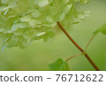 hydrangea   76712622
