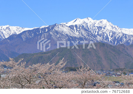 信濃大町的春天:櫻花和殘雪的北阿爾卑斯 信濃大町的春天:櫻花和殘雪的北阿爾卑斯 76712688