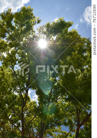 新鮮的綠色和陽光 新鮮的綠色和陽光 76712690