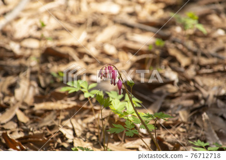 心臟出血 76712718