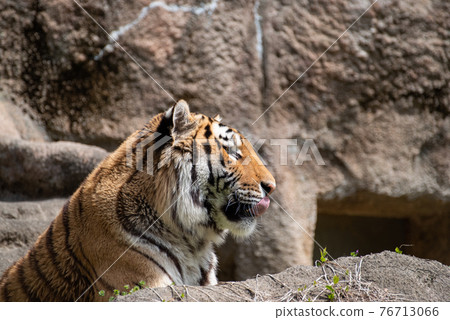 Amur Tora 76713066