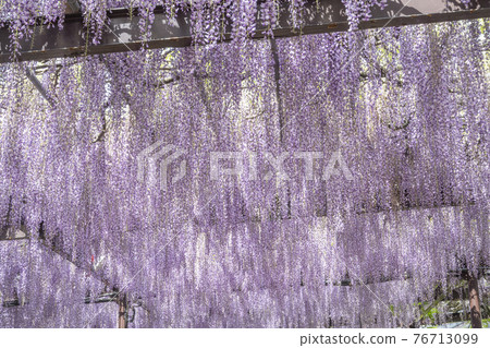 福岡縣黑木大藤紫藤花 福岡縣黑木大藤紫藤花 76713099