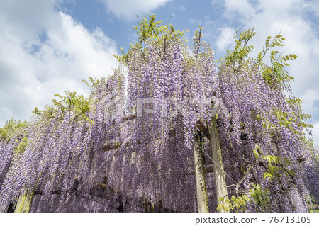 Fukuoka Prefecture Kuroki Ofuji Wisteria flowers Fukuoka Prefecture Kuroki Ofuji Wisteria flowers 76713105