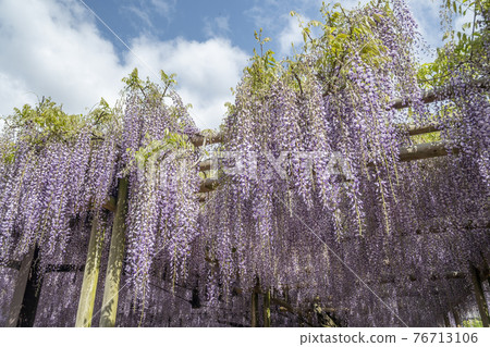 Fukuoka Prefecture Kuroki Ofuji Wisteria flowers 76713106