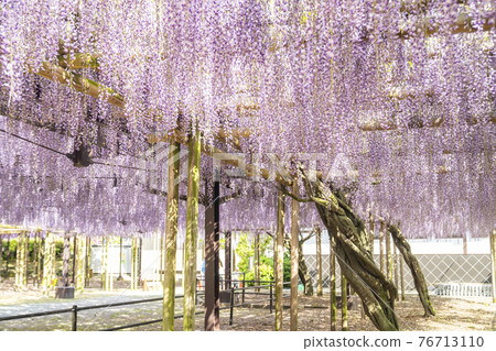 福岡縣黑木大藤紫藤花 76713110