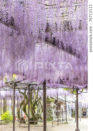 福岡縣黑木大藤紫藤花 福岡縣黑木大藤紫藤花 76713113