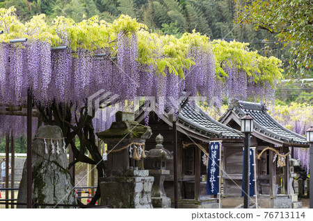 Fukuoka Prefecture Kuroki Ofuji Wisteria flowers 76713114