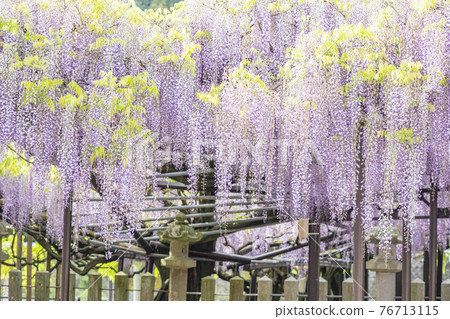Fukuoka Prefecture Kuroki Ofuji Wisteria flowers 76713115