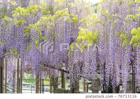 Fukuoka Prefecture Kuroki Ofuji Wisteria flowers 76713116