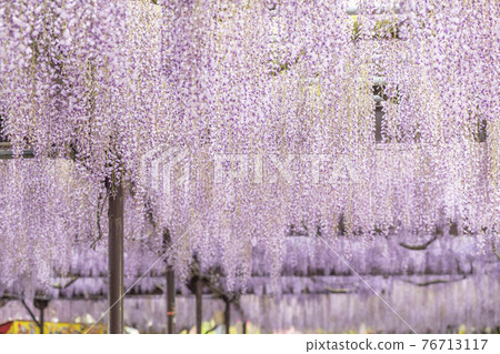 福岡縣黑木大藤紫藤花 76713117