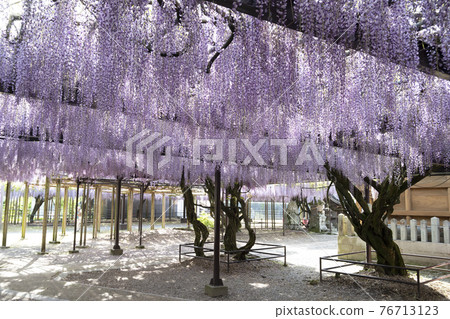 福岡縣黑木大藤紫藤花 76713123
