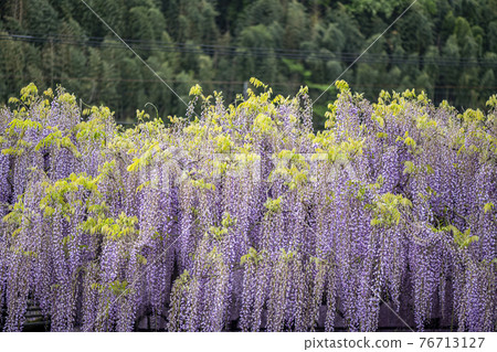 福岡縣黑木大藤紫藤花 福岡縣黑木大藤紫藤花 76713127