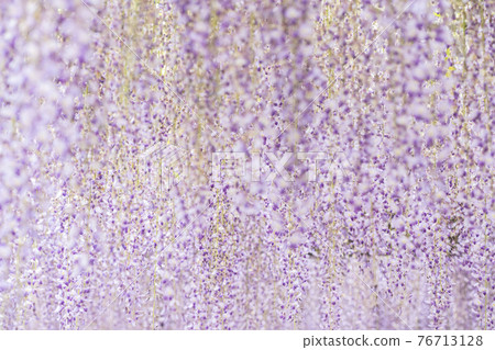 Fukuoka Prefecture Kuroki Ofuji Wisteria flowers 76713128
